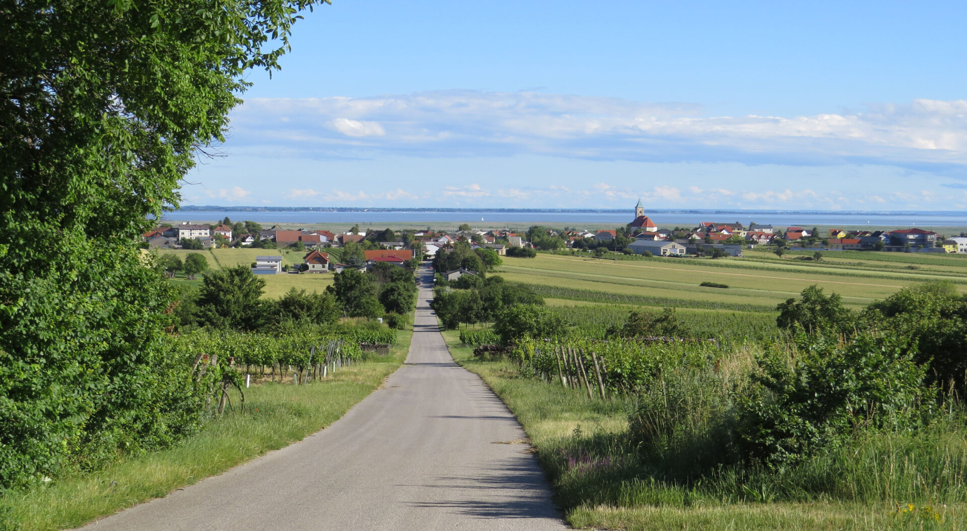 zeigt Blick von Jois auf Neusiedler See